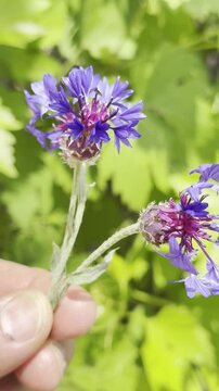 Close-up of Delicate Blue Cornflower Blossoms in Nature