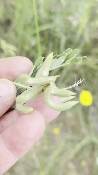 A type of legume that can be consumed as food, with hooked stems and pea-like granules inside, making it a natural food source.