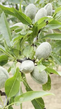 Hardened unripe almonds hanging from the branches of an almond tree
