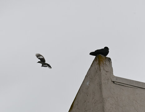 Angry Birds 3