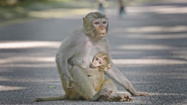 Mother macaque holding baby on road