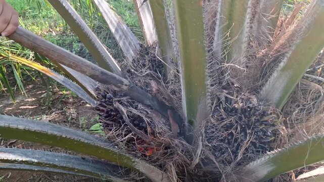 A sharp harvesting chisel tool being slammed into the base of an oil palm fruit bunch to detach it from the tree trunk during harvest.