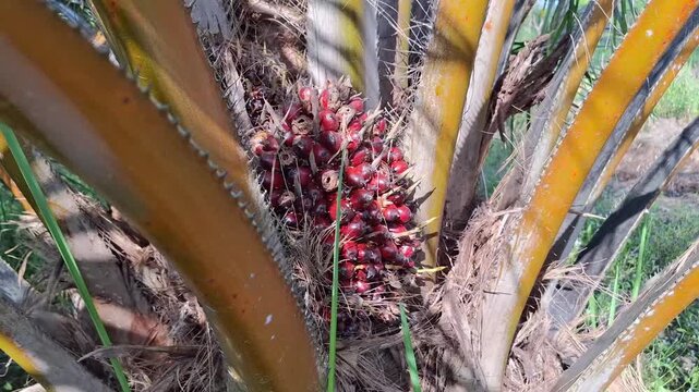 Close-up of a worker using a chisel tool to harvest a highly ripe, bright reddish-orange oil palm fresh fruit bunch on a plantation.