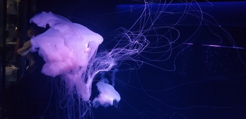 jellyfish in the water © Tomo Mi