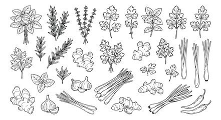 Hand drawn culinary herbs and spices vector set, black and white line art botanical illustrations, organic cooking ingredients for kitchen decor © Asma