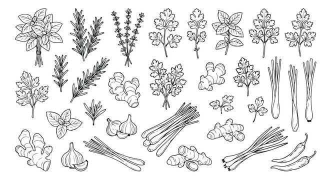 Hand drawn culinary herbs and spices vector set, black and white line art botanical illustrations, organic cooking ingredients for kitchen decor