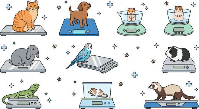 Vector illustration collection of different domestic pets being weighed on electronic scales including cat puppy rabbit hamster parrot guinea pig lizard mouse and ferret for veterinary care