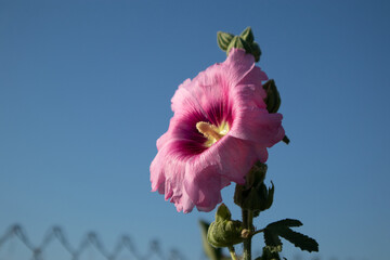 Splendido fiore di malvone fucsia acceso che cresce lungo una recinzione metallica a rete metallica a rombi sullo sfondo di un cielo azzurro e limpido © Ilarialapreziosa