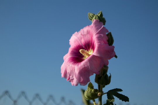 Splendido fiore di malvone fucsia acceso che cresce lungo una recinzione metallica a rete metallica a rombi sullo sfondo di un cielo azzurro e limpido