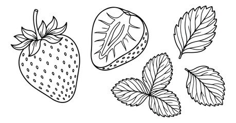 Hand drawn strawberry line art, botanical berry illustration with leaves and fruit slice, vintage garden strawberry sketch vector © Asma