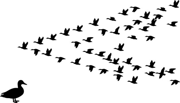 Migrating Bird Flock Silhouettes in Flight with Duck Wildlife Migration Black and White Vector Illustration