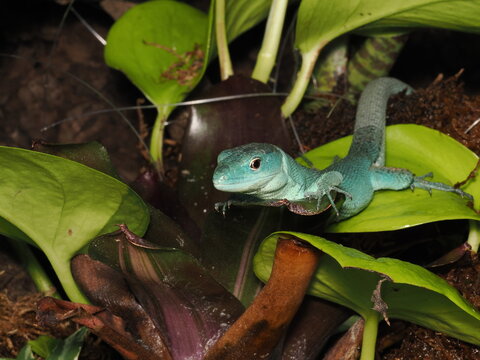 Un lagarto de quilla verde (Gastropholis prasina) de coloraci&oacute;n turquesa descansa pl&aacute;cidamente sobre las hojas anchas y verdes de una planta dentro de su terrario bioactivo.