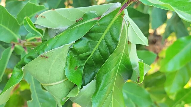 Red ants build nest on trees.