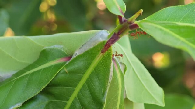Red ants build nest on trees.