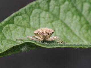 Obraz premium Una chinche escudo (familia Pentatomidae) de cuerpo velludo y tonos pardos avanza sobre una hoja verde y rugosa, mostrando en detalle sus antenas anilladas en blanco y negro y sus pequeños ojos rojizo