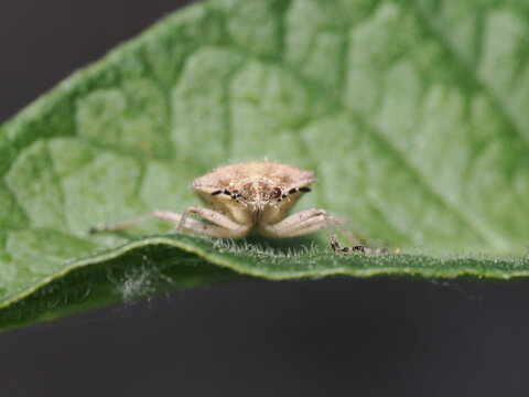 Una chinche escudo (familia Pentatomidae) de cuerpo velludo y tonos pardos avanza sobre una hoja verde y rugosa, mostrando en detalle sus antenas anilladas en blanco y negro y sus peque&ntilde;os ojos rojizo