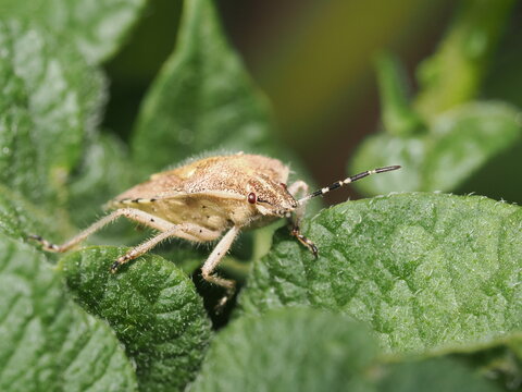 Una chinche escudo (familia Pentatomidae) de cuerpo velludo y tonos pardos avanza sobre una hoja verde y rugosa, mostrando en detalle sus antenas anilladas en blanco y negro y sus peque&ntilde;os ojos rojizo