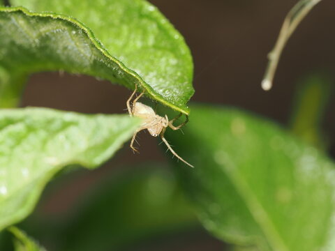 Ara&ntilde;a lobo (Lycosidae) de frente sobre una hoja verde vellosa; se aprecia con absoluta nitidez la disposici&oacute;n de sus grandes ojos frontales, sus quel&iacute;ceros y sus patas con finas espinas.