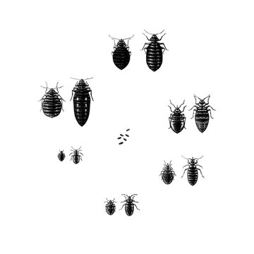 Hand-drawn bed bugs life cycle and eggs set in vintage engraving style. Detailed bedbug insect compilation vector illustration isolated on white background.