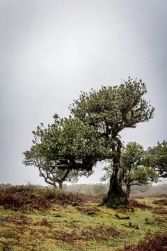 Bizarre trees in the fog in the fanal forest on Madeira, Portugal.