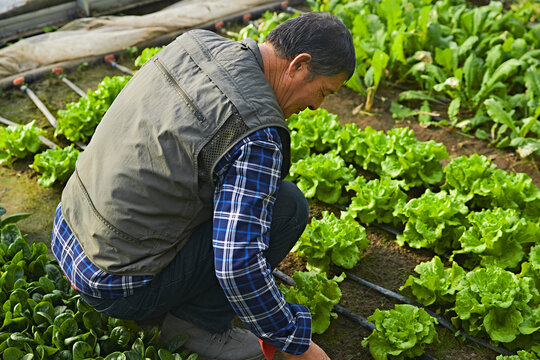 Farmers working in greenhouses growing green vegetables during winter