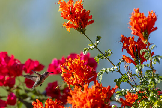 Hummingbird feeding on bright orange cape honeysuckle flowers