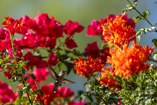 Hummingbird hovering to feed on vibrant orange flowers