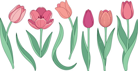 Elegant Pink Tulip Flower Vector Set Featuring Hand Drawn Isolated Botanical Elements and Green Leaves for Spring Greetings and Floral Graphic Designs © MdSaddam