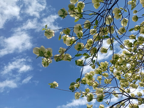 Cornus kousa - Cornouiller du Japon