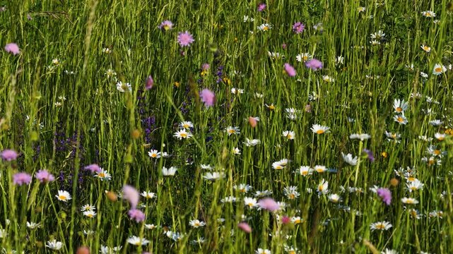Wildflowers and Daisies Blooming in a Lush Green Meadow