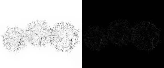 Obraz premium Minimalist dandelion seed heads on white background, delicate floral macro photography, ethereal nature details for clean organic design