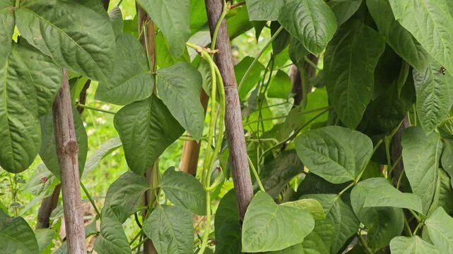 Yardlong Bean Plants with Pods on Bamboo Trellis.