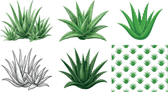 Aloe Vera Plant Vector Illustration Collection with Green Succulent Botanical Elements and Desert Garden Design Assets