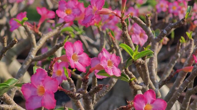 Blooming adenium bonsai tree. Pink desert rose flower in pot.