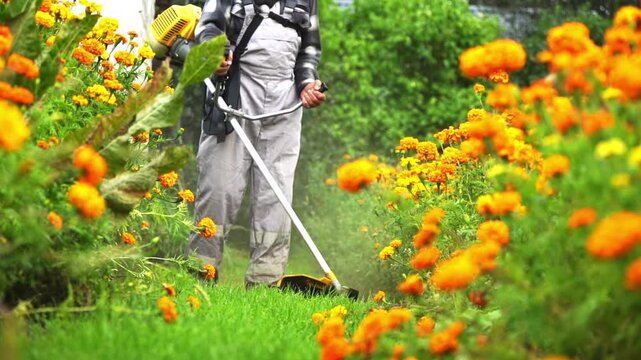 Man mows grass near orange flowers. Dust rises from freshly cut grass. Flowers glow in warm summer light. Worker wears protective gear. Scene shows garden care routine