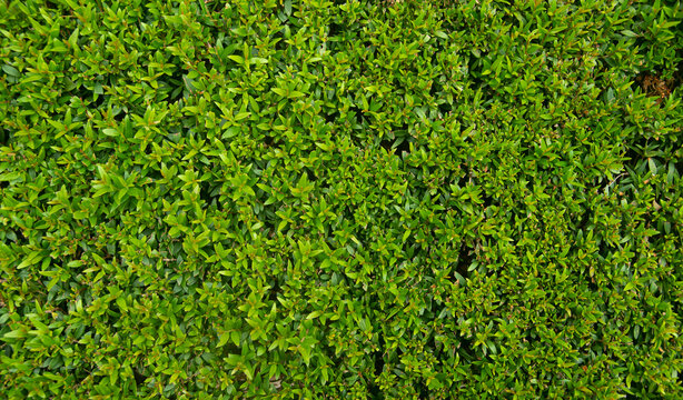 Dense green hedge plant texture, fresh boxwood bush leaves