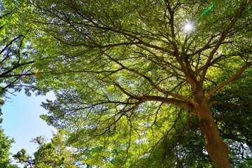 Fototapeta premium Sunlight streaming through tree branches – natural glow and serenity