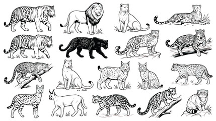 Vintage wild cats engraving collection, 18 black and white feline vector illustrations, antique big cat sketches including lion tiger and leopard © Fahad