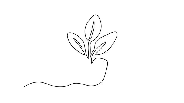 potted plant with leaves isolated on white background, Self drawing animation one continuous line draw, logo on white background