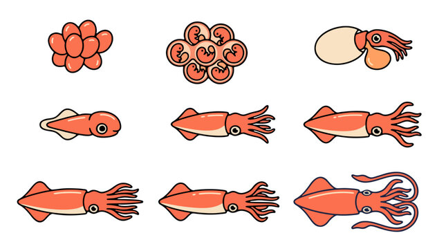 Squid Life Cycle and Marine Animal Growth Stages from Egg Cluster to Mature Cephalopod