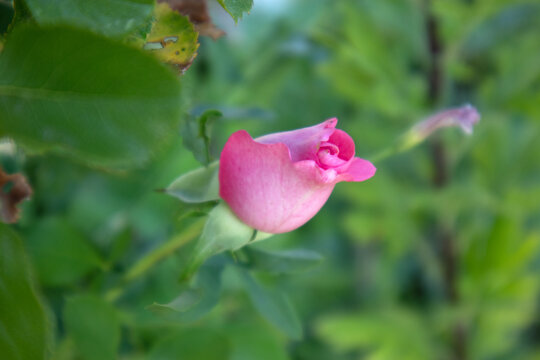 Piccolo bocciolo di rosa rosa in fase di fioritura circondato da foglie verdi nel giardino, macro di rosa delicata in primo piano con sfondo naturale luminoso e sfocato