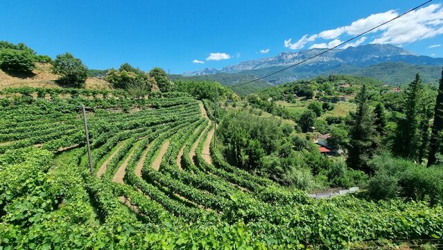 tzoumerka mountian in arta perfecture greece vineyard in sunny day