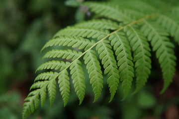 Close-up of a vibrant green fern leaf with detailed fronds growing in a lush tropical forest. © Aliioss