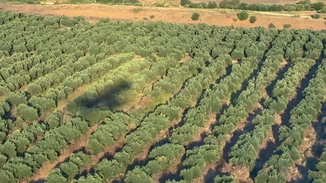 Left side , aerial cockpit window view, of the shadow of a medium size jet cockpit flying low over the ground in the final approach, over an olive grove, bathed in early morining light.