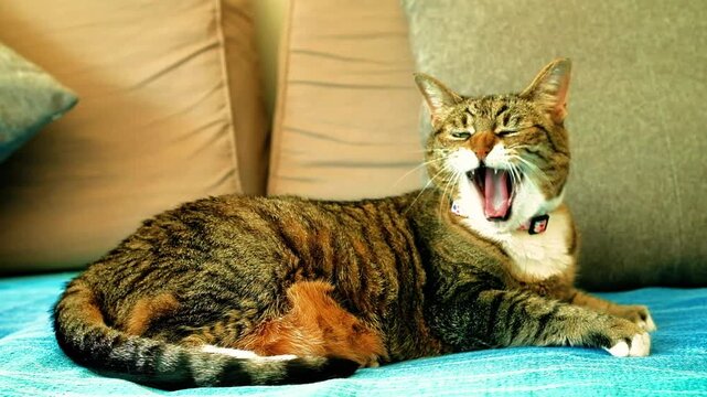 Beautiful European breed cat with brindle fur yawns while crouching on a bed