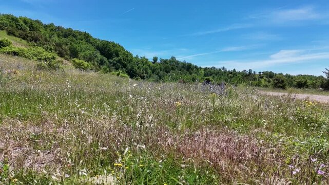 Una suggestiva inquadratura dal basso di un prato fiorito sui pendii del Monte Petria nelle Marche, caratterizzato da erba alta e fiori selvatici estivi con sfumature violacee