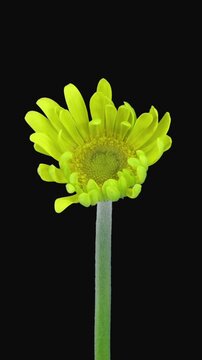 Time lapse of opening yellow gerbera flower isolated on black background, vertical orientation