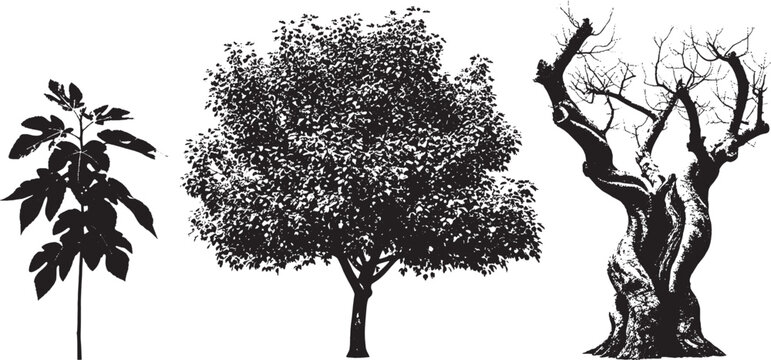 Set of three black silhouette trees including a young sapling a leafy tree and an old gnarled tree isolated design elements isolated on transparent background, Vector