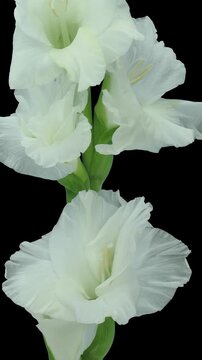 Time lapse of opening white Alaska gladiolus flower isolated on black background, vertical orientation