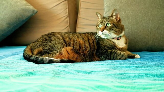 Beautiful European breed cat with brindle fur looks first from one side and then from the other while curled up relaxes on a bed